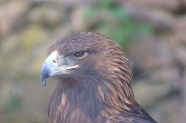 Kientzheim: La volerie des aigles